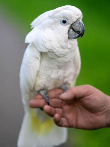 Harriet The Cockatoo