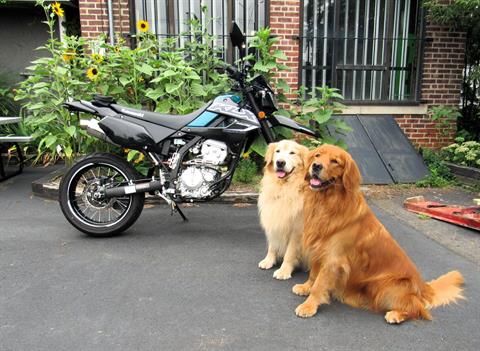 2022 Kawasaki KLX 300SM in New Haven, Connecticut - Photo 1