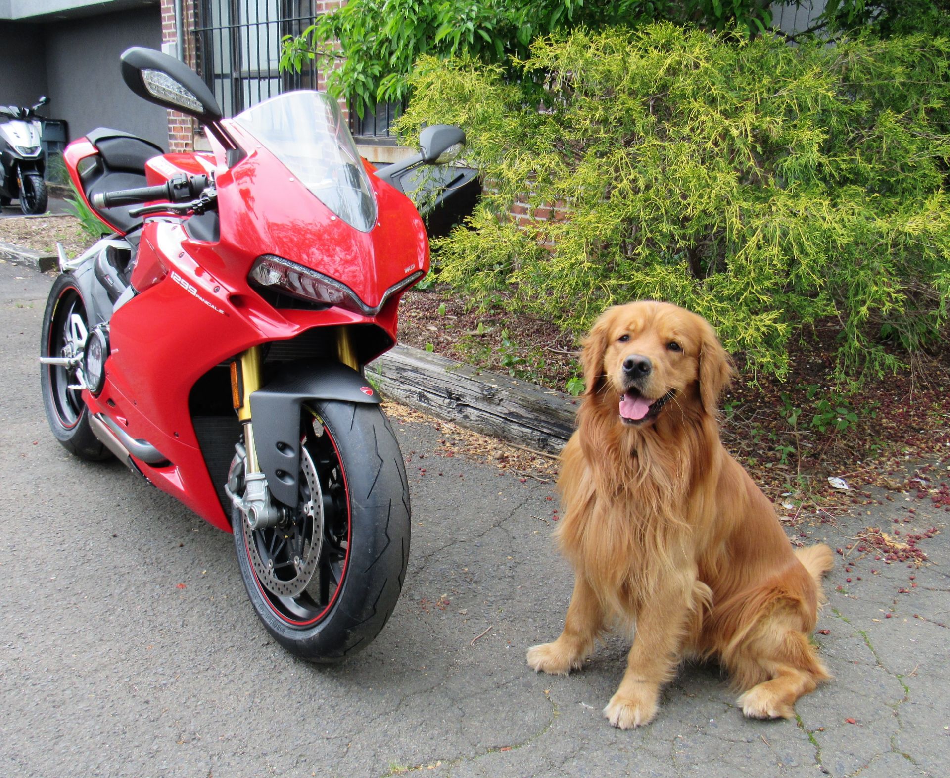 2015 Ducati 1299 Panigale S in New Haven, Connecticut - Photo 2