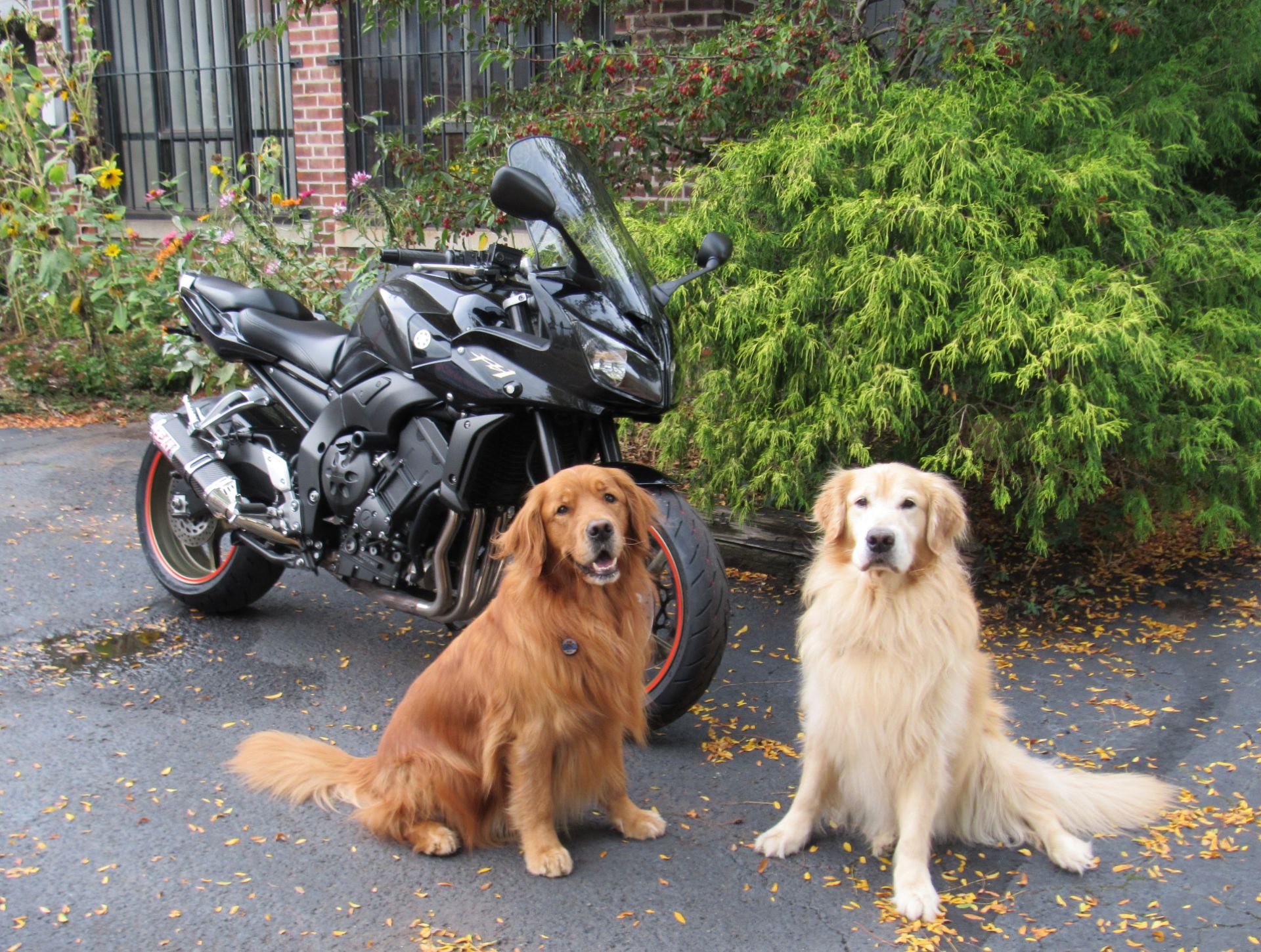 2009 Yamaha FZ1 in New Haven, Connecticut - Photo 6