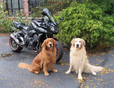 2009 Yamaha FZ1 in New Haven, Connecticut - Photo 1