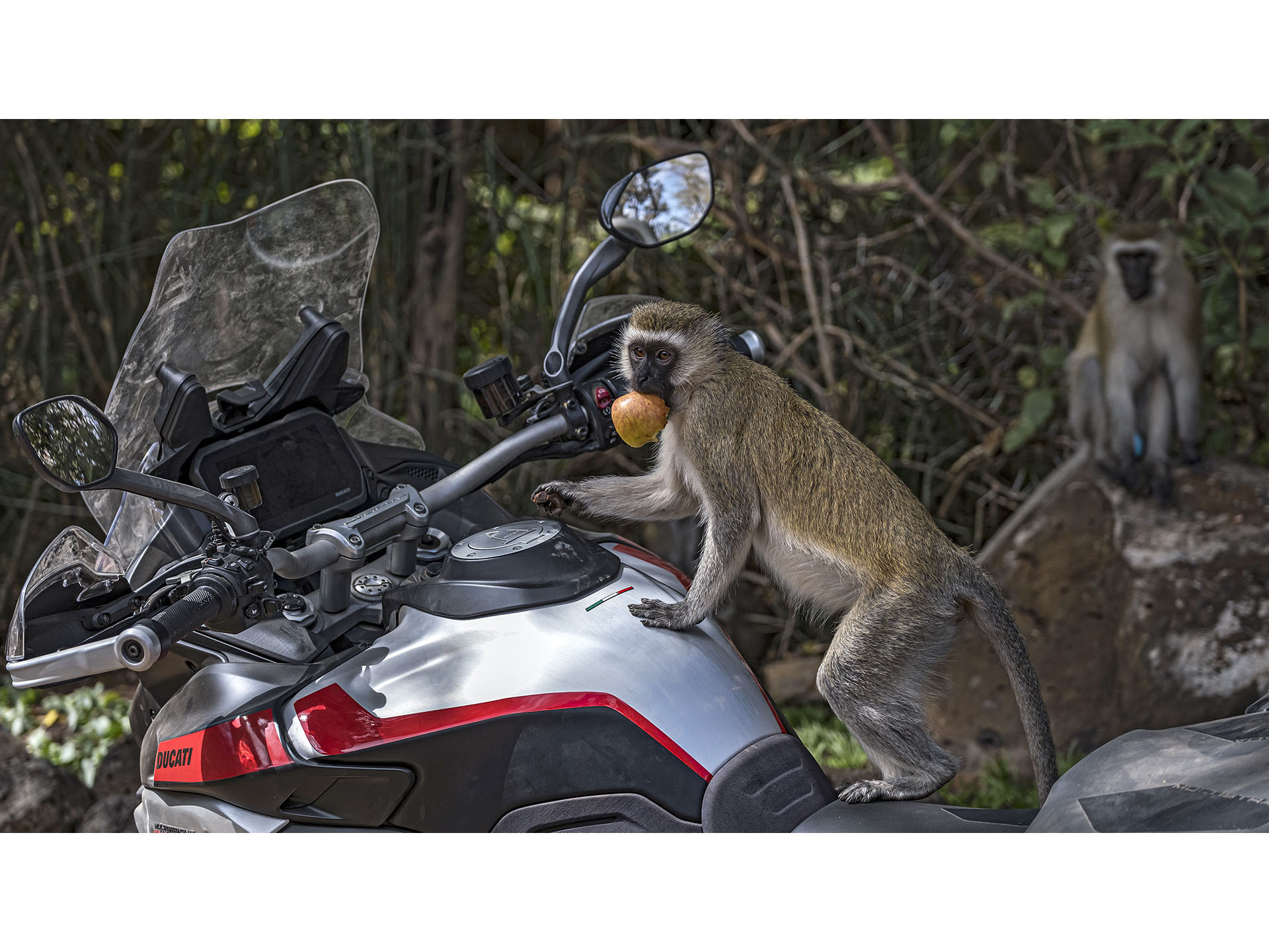 2025 Ducati Multistrada V4 Rally Adventure Travel & Radar in Greer, South Carolina - Photo 11