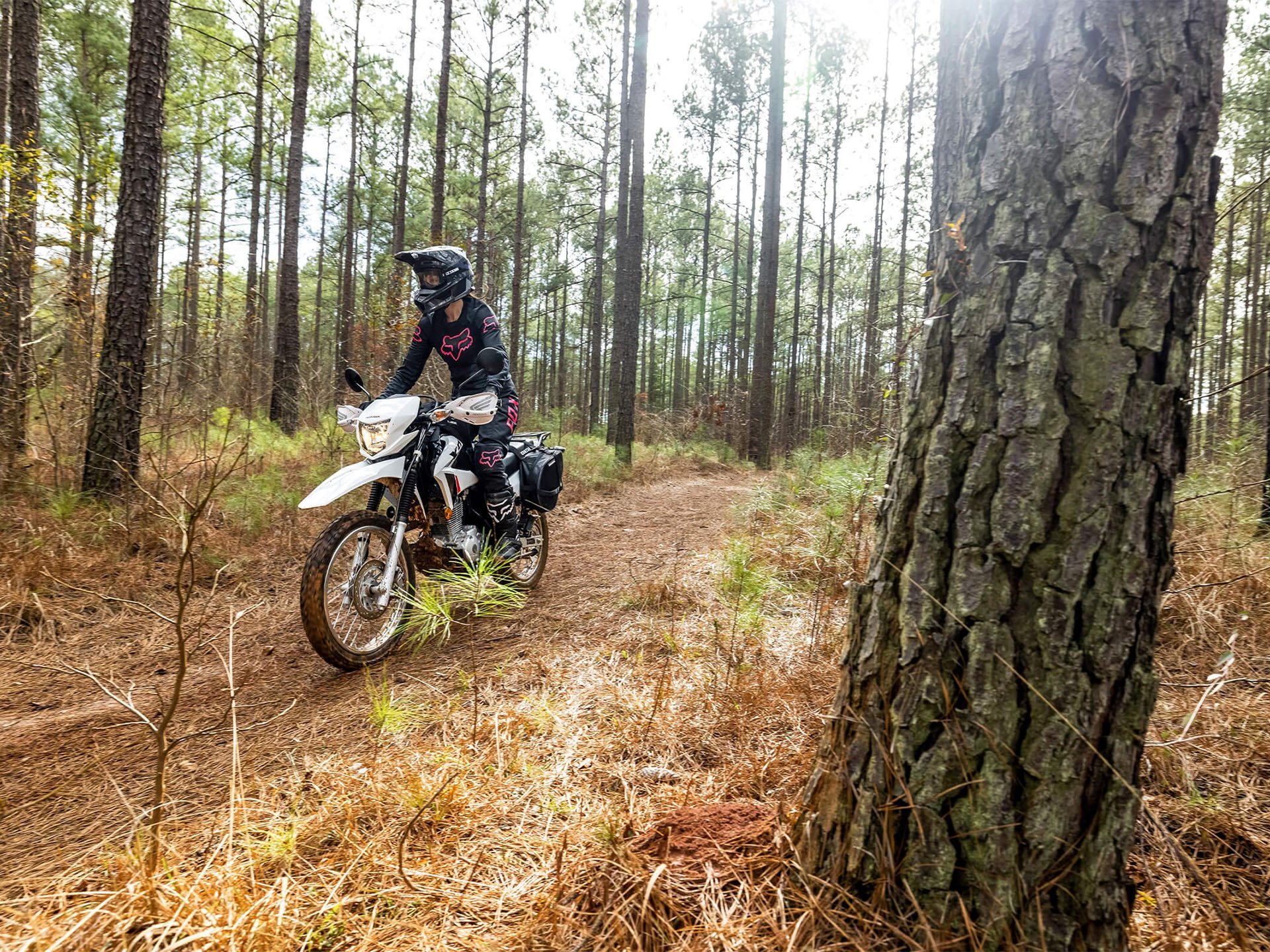 2024 Honda XR150L in Albemarle, North Carolina - Photo 7